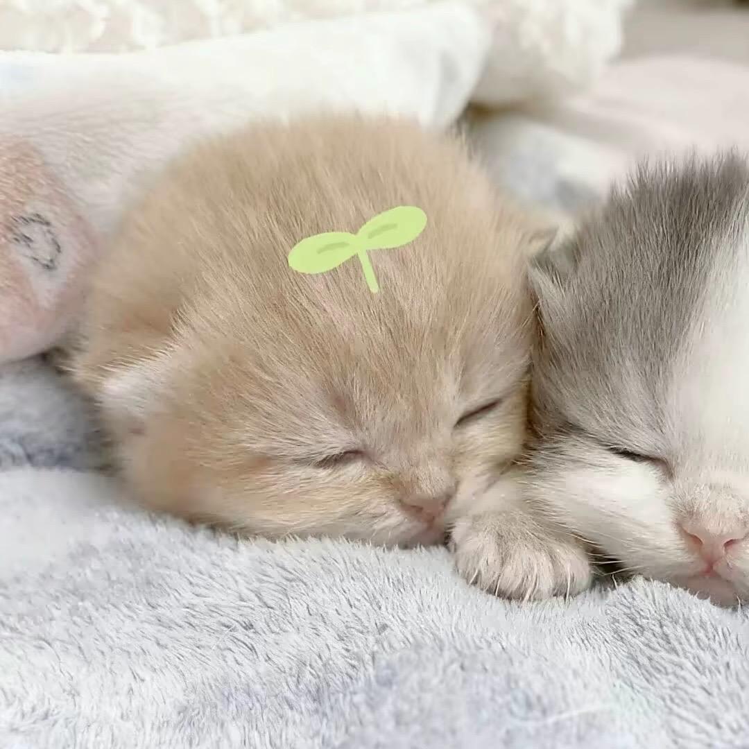 夏夢的雏菊