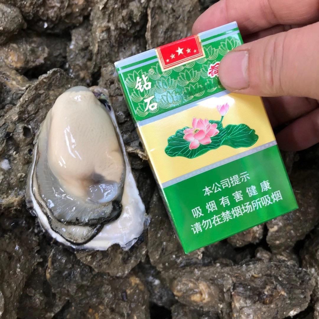 广东生蚝批发-
