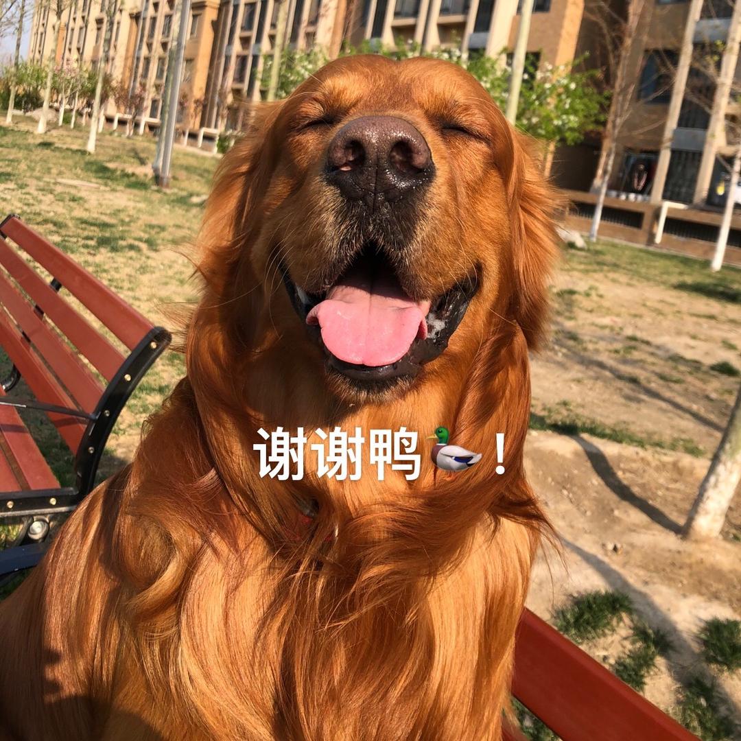 是可爱的的迪迪🦆