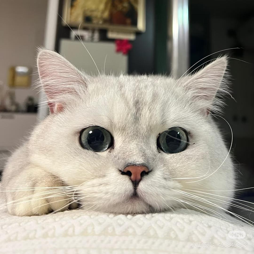 👑迷