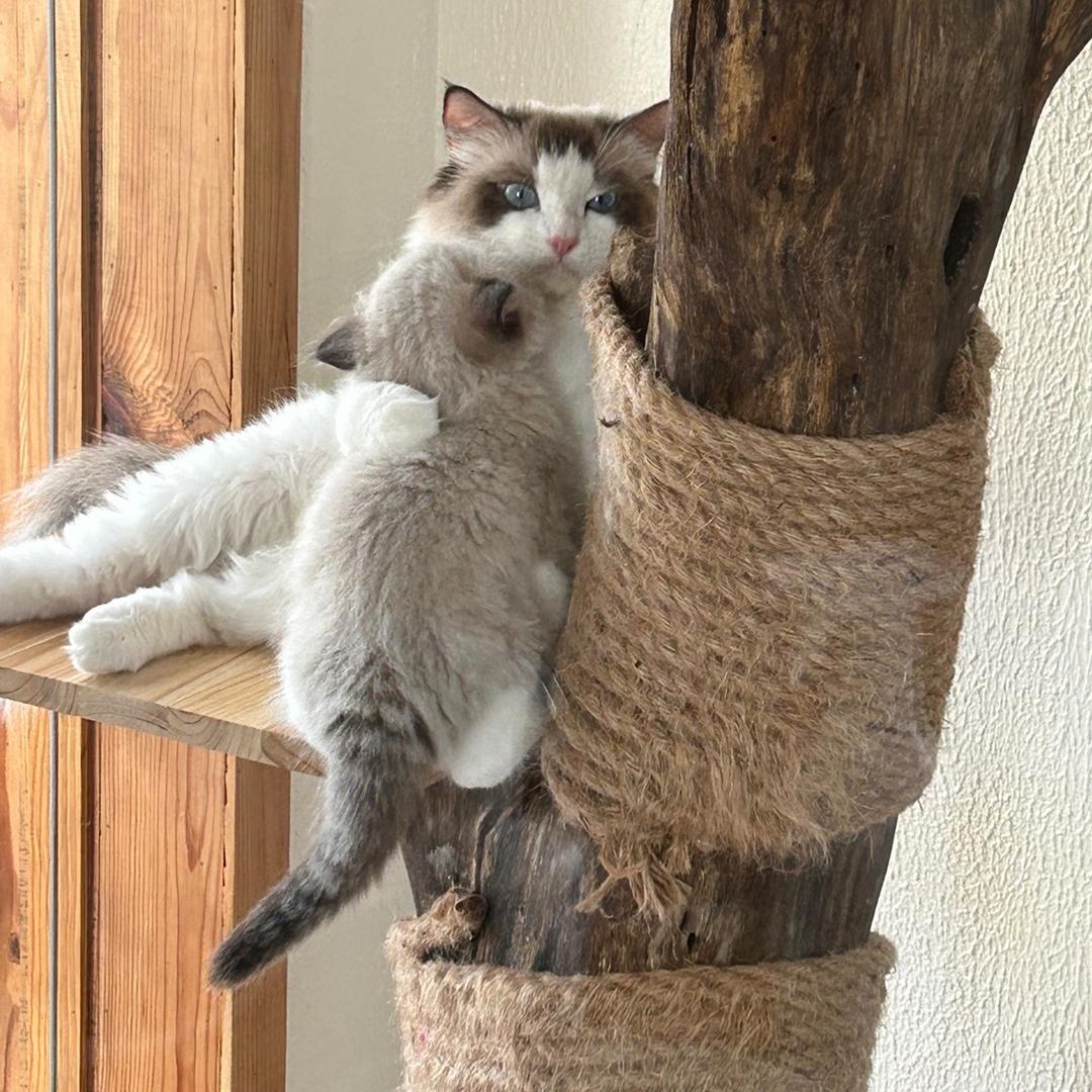 铲屎官有11只猫🐱