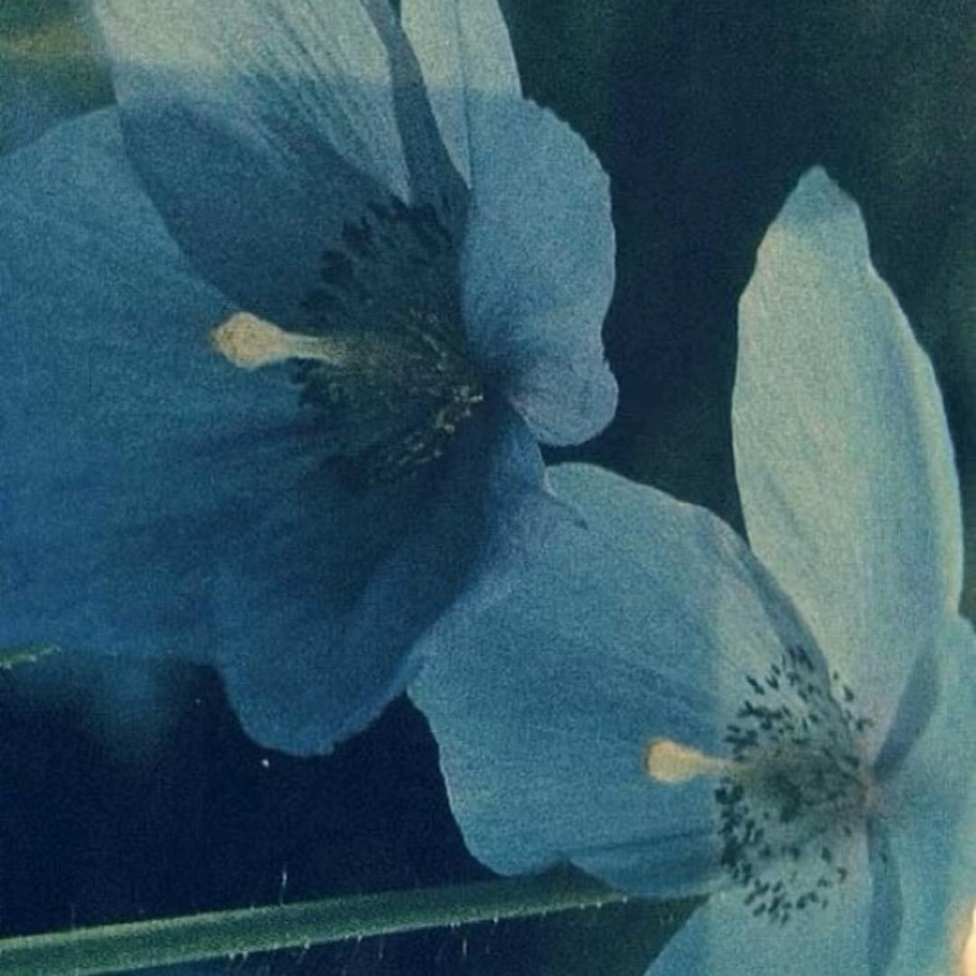 🕊️