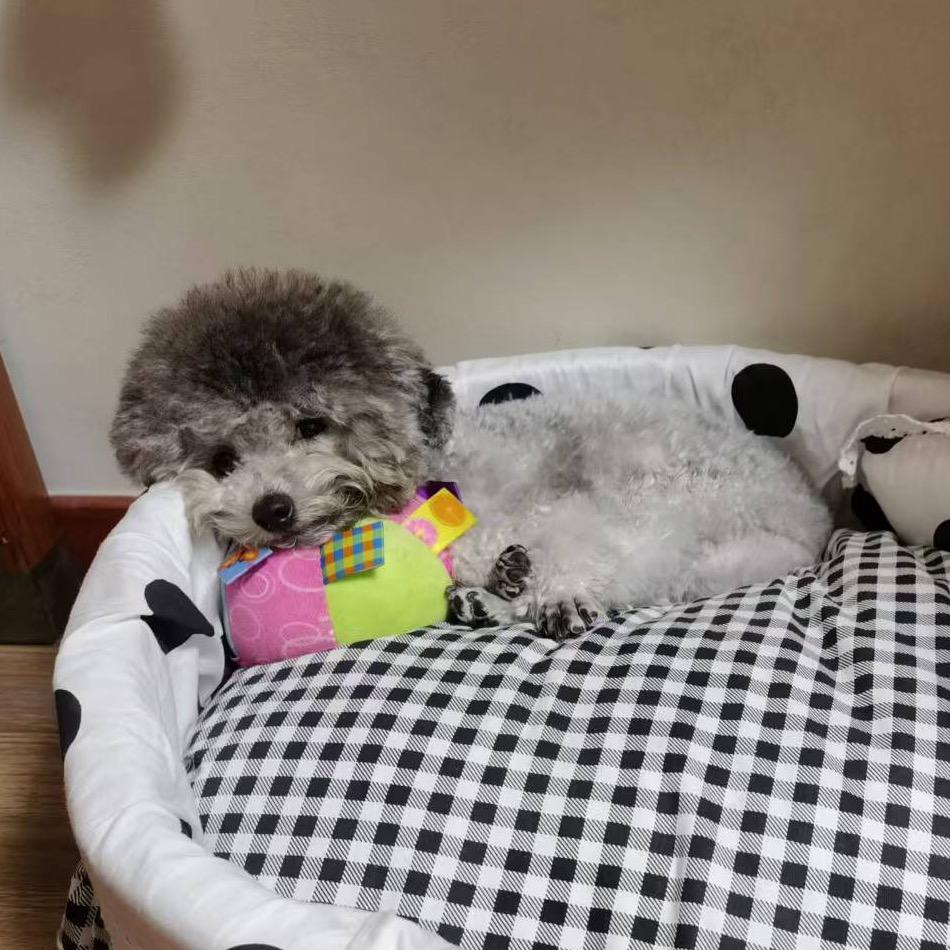 多多萌宠生活