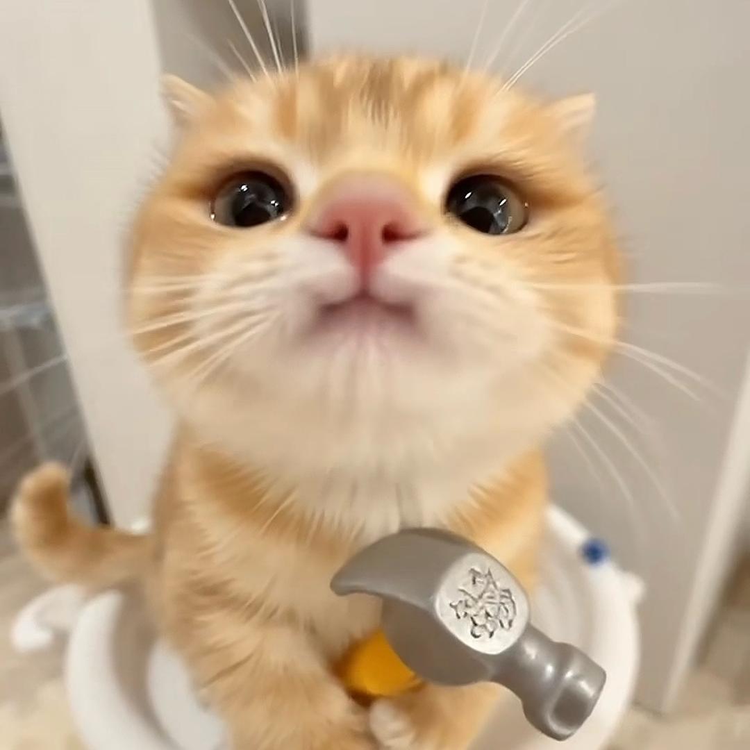 起司小鱼