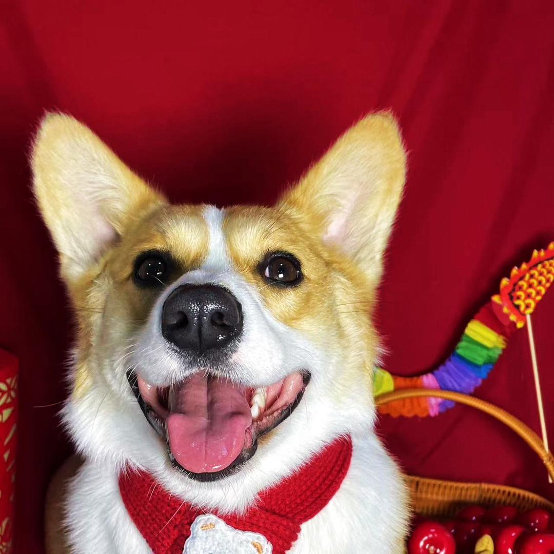 云朵是只柯基🐶