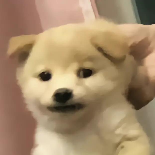 ZBbbbo