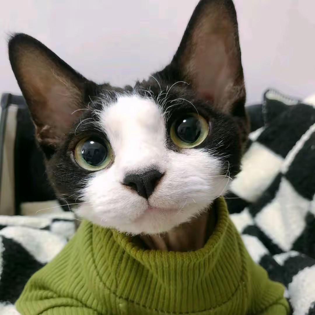 子恩设计