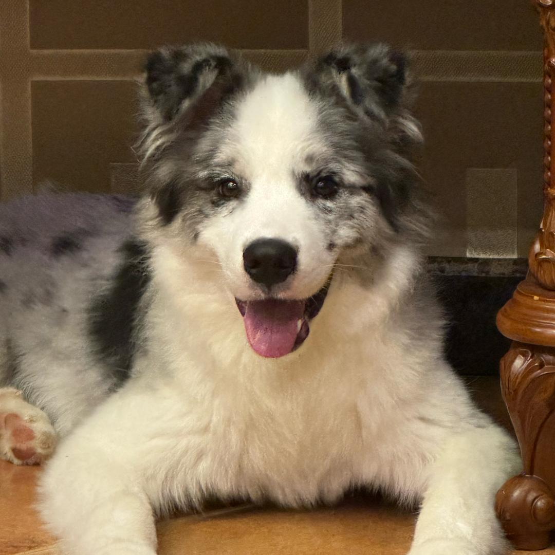 Luca