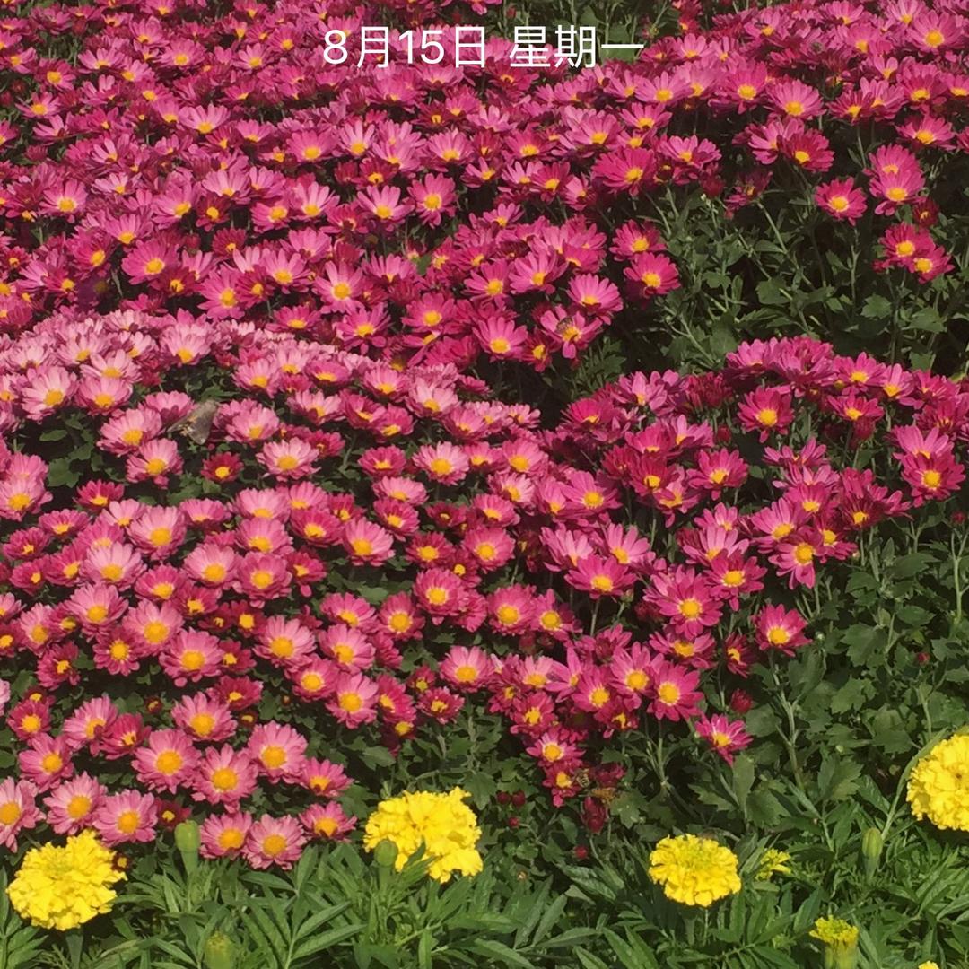 菲特甄选电热毯