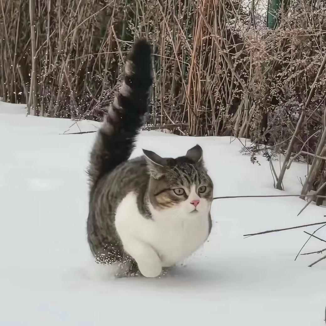 一度南情