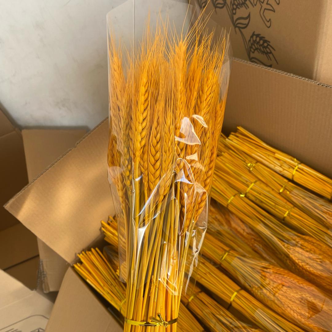 黄金大麦厂家直销