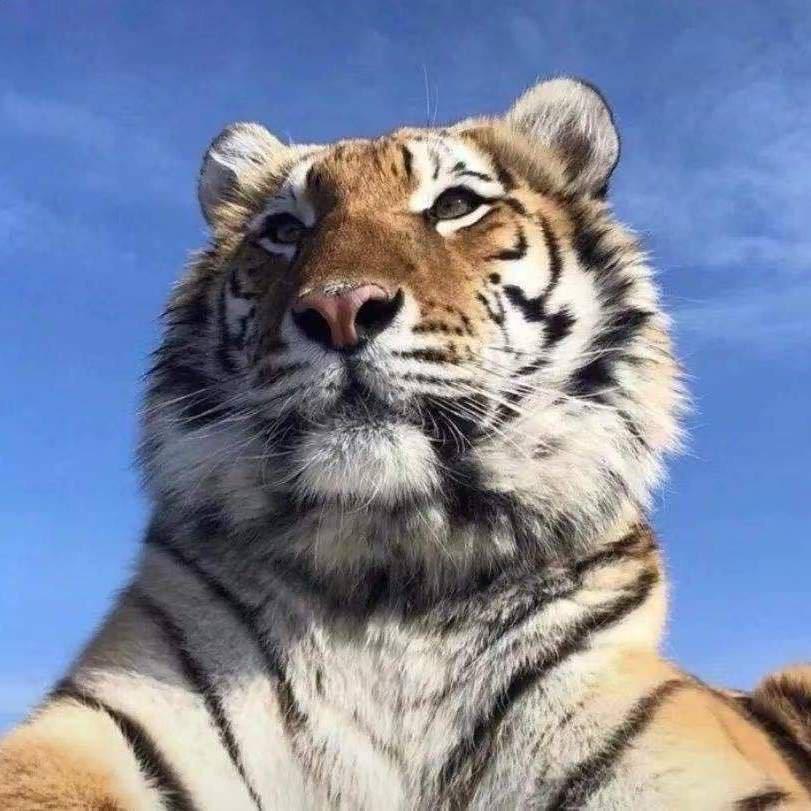 .胖虎不虎