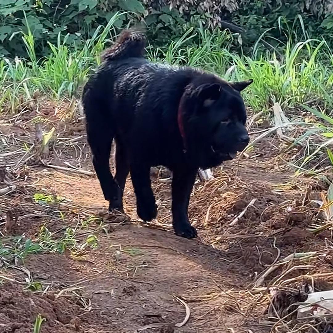 田园犬之家