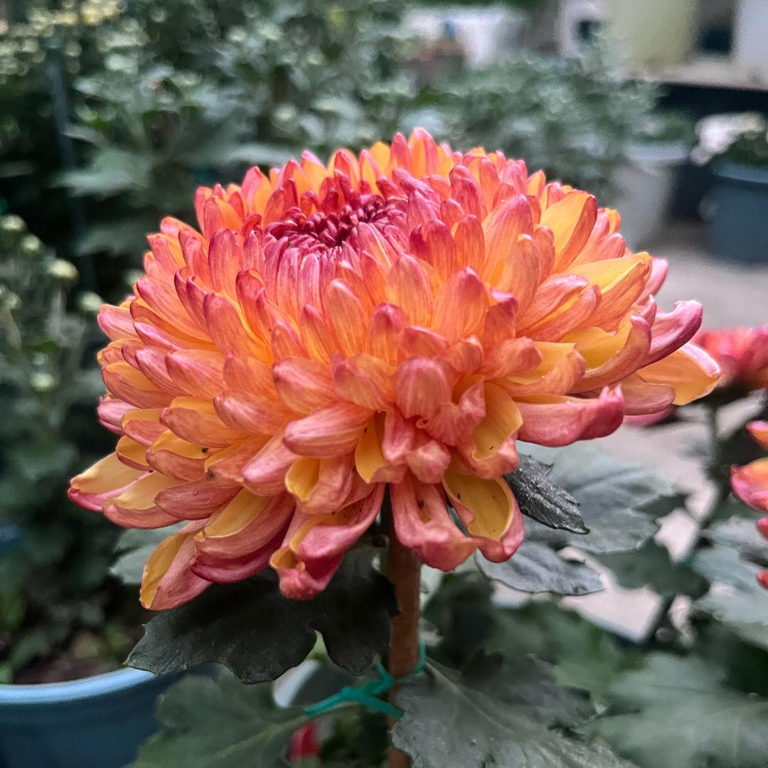 🌈爱种花的小姐姐🌈