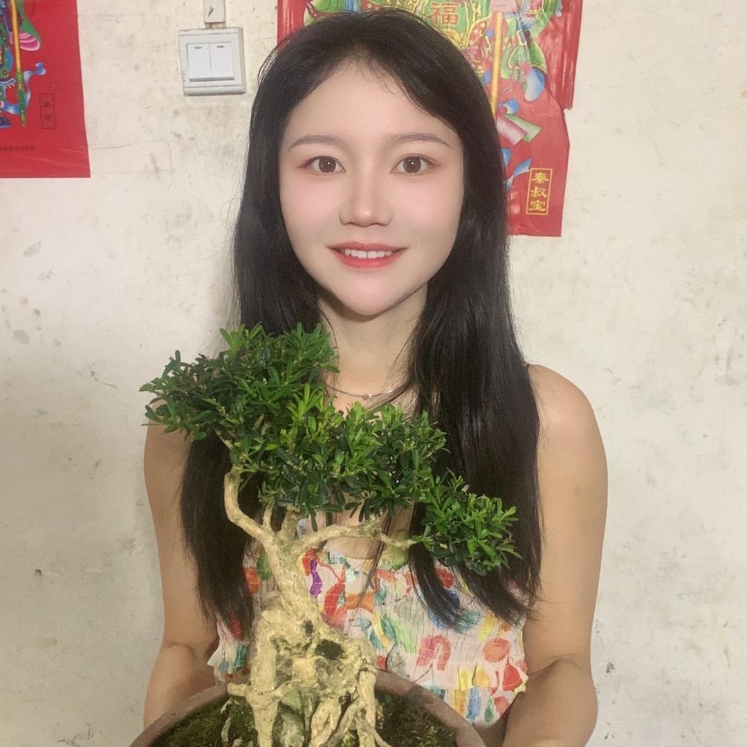 贵州小潘盆景