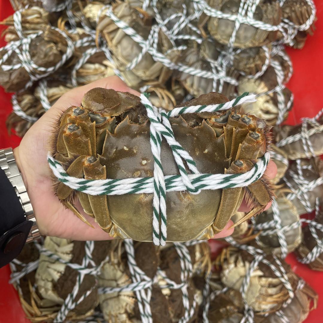 安澜蟹品洪泽湖大闸蟹