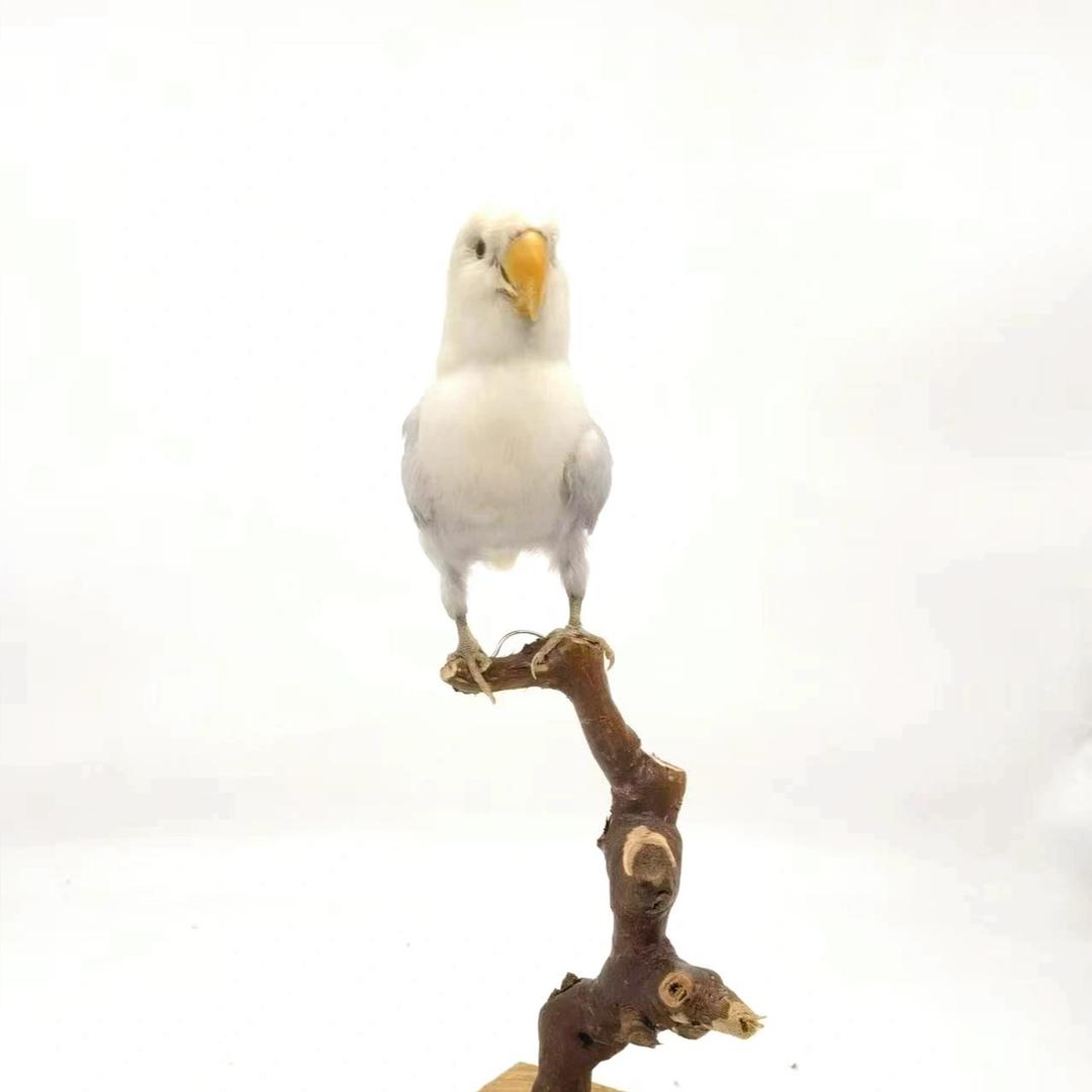 小李手艺