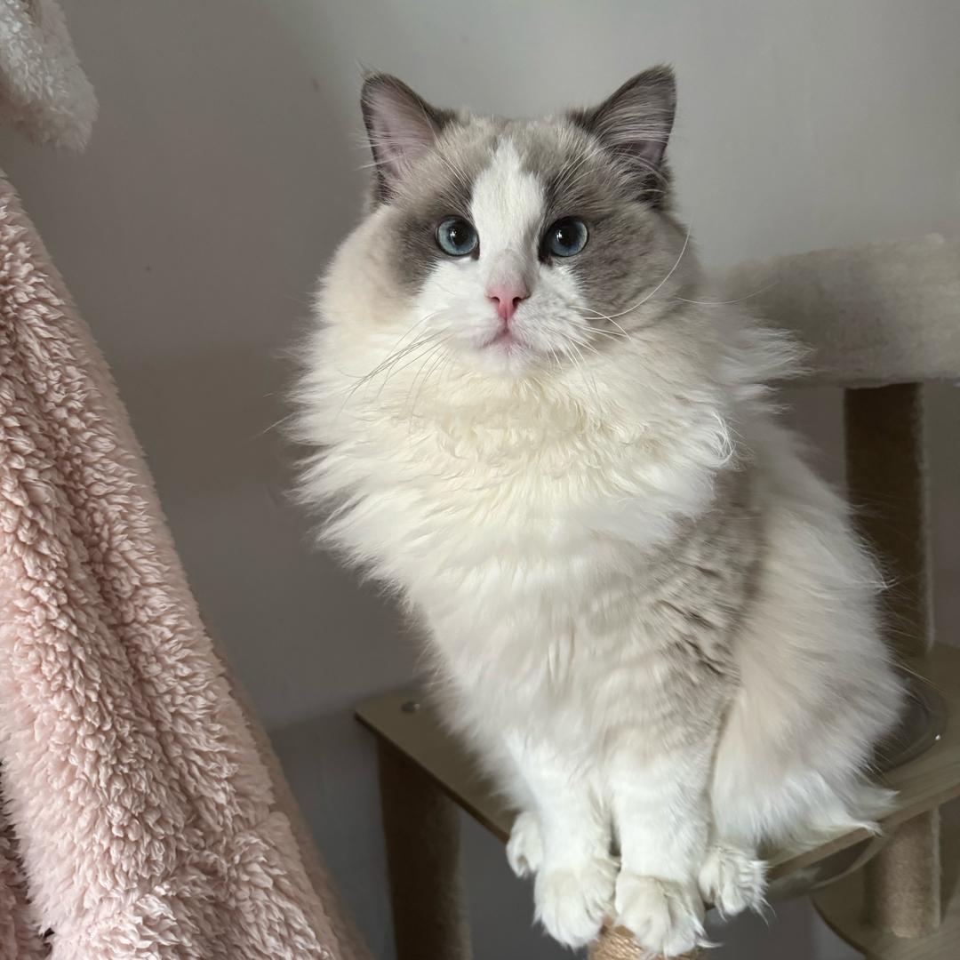皮卡是只猫