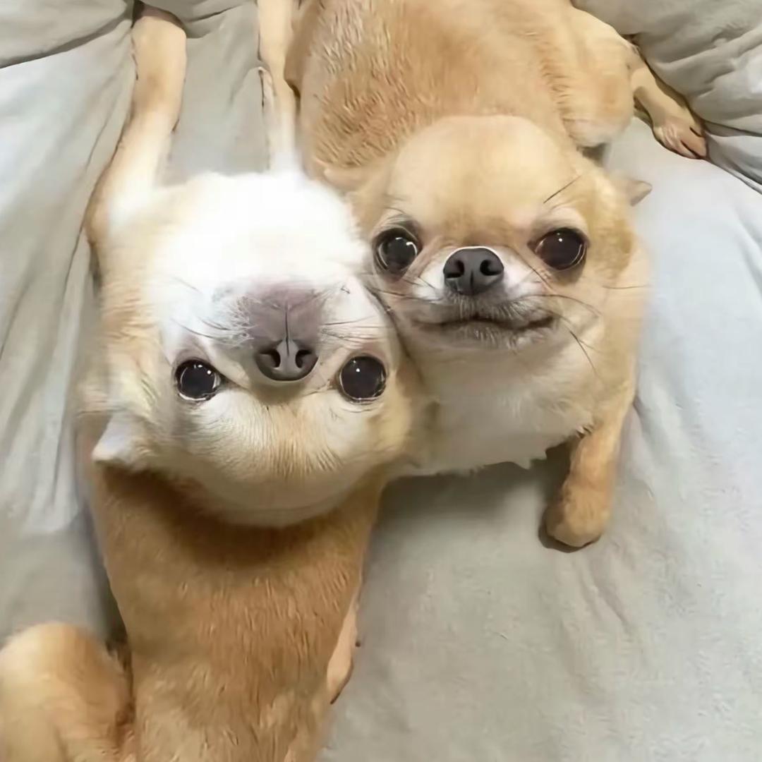 香茶