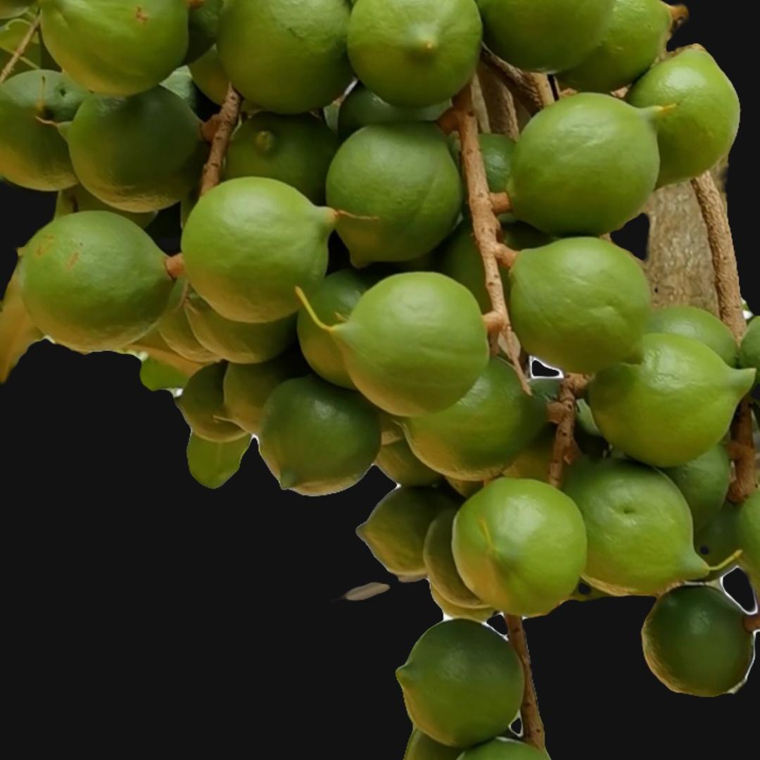 西双版纳尚禾农业