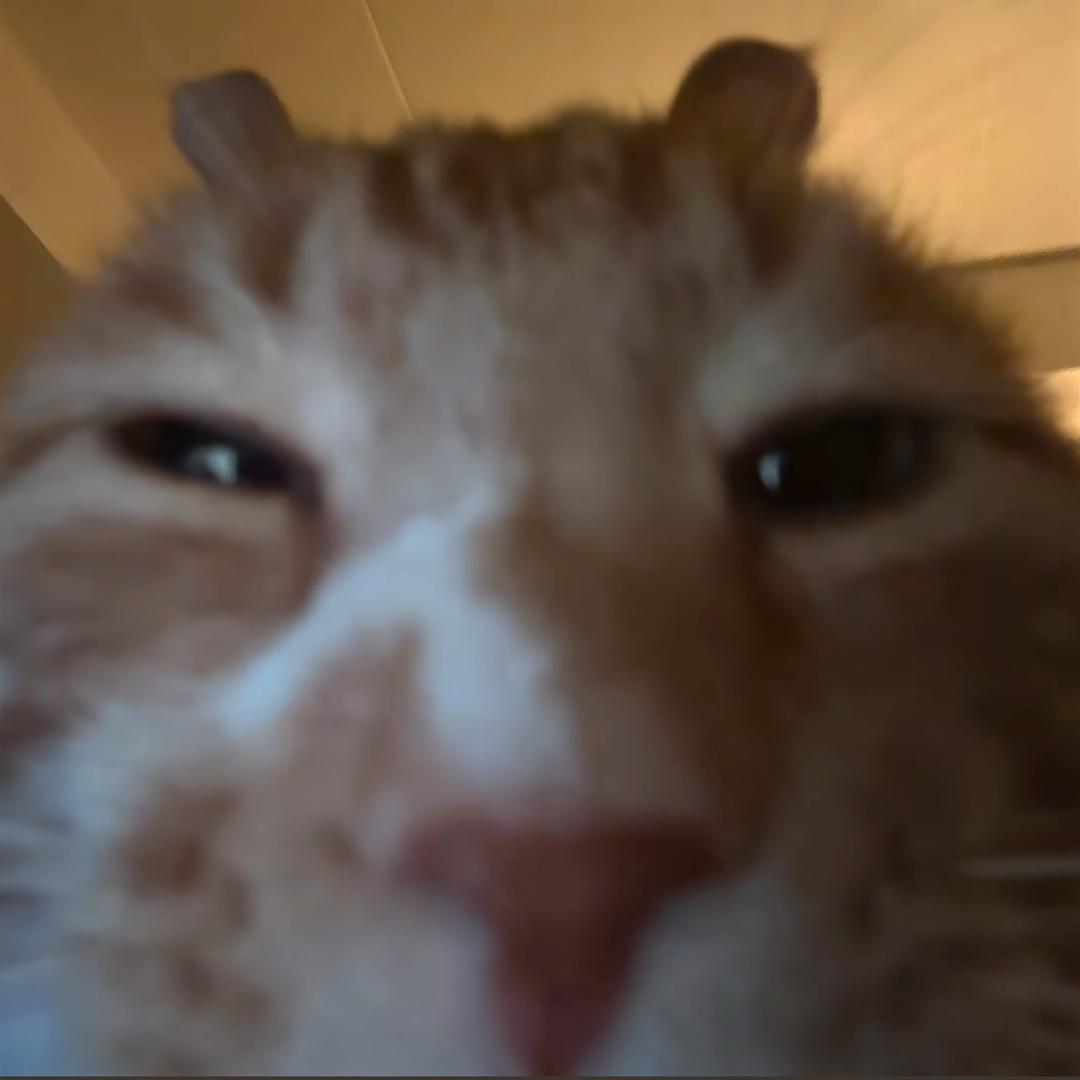一只小猫