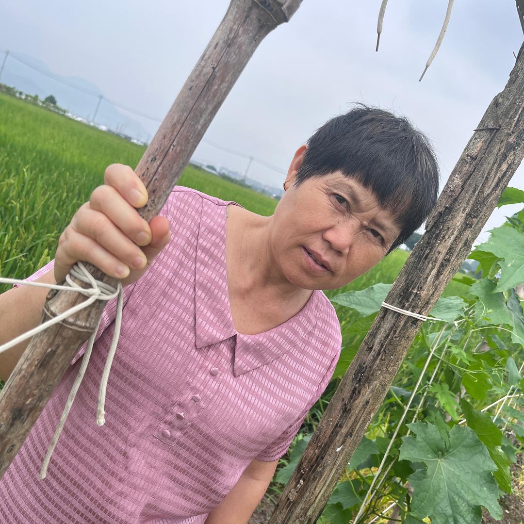 大桥不吃兔