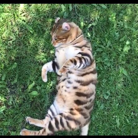 MT_彪猫Tigrett_Cattery