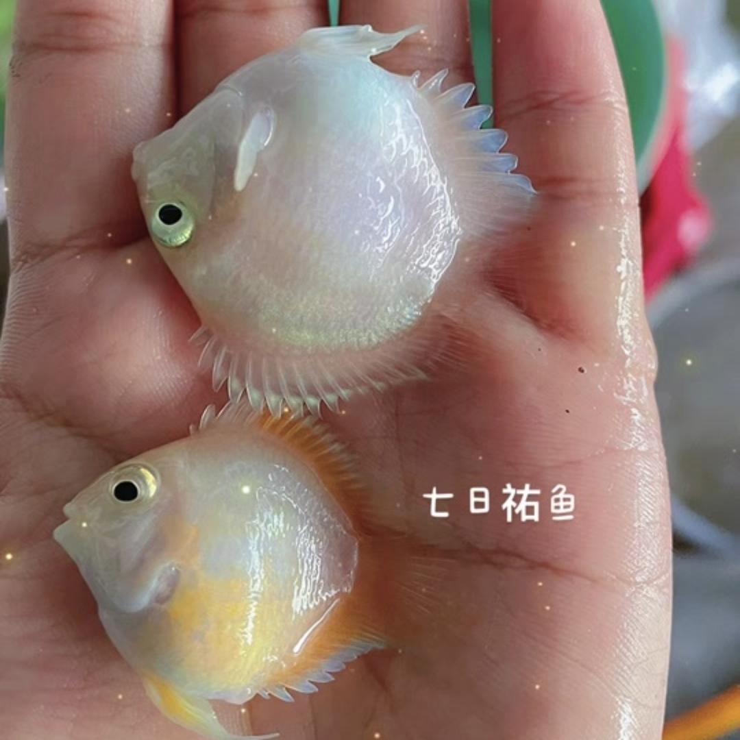澜沁迷你鹦鹉