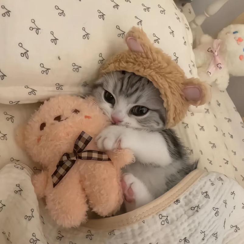 晚安小猫