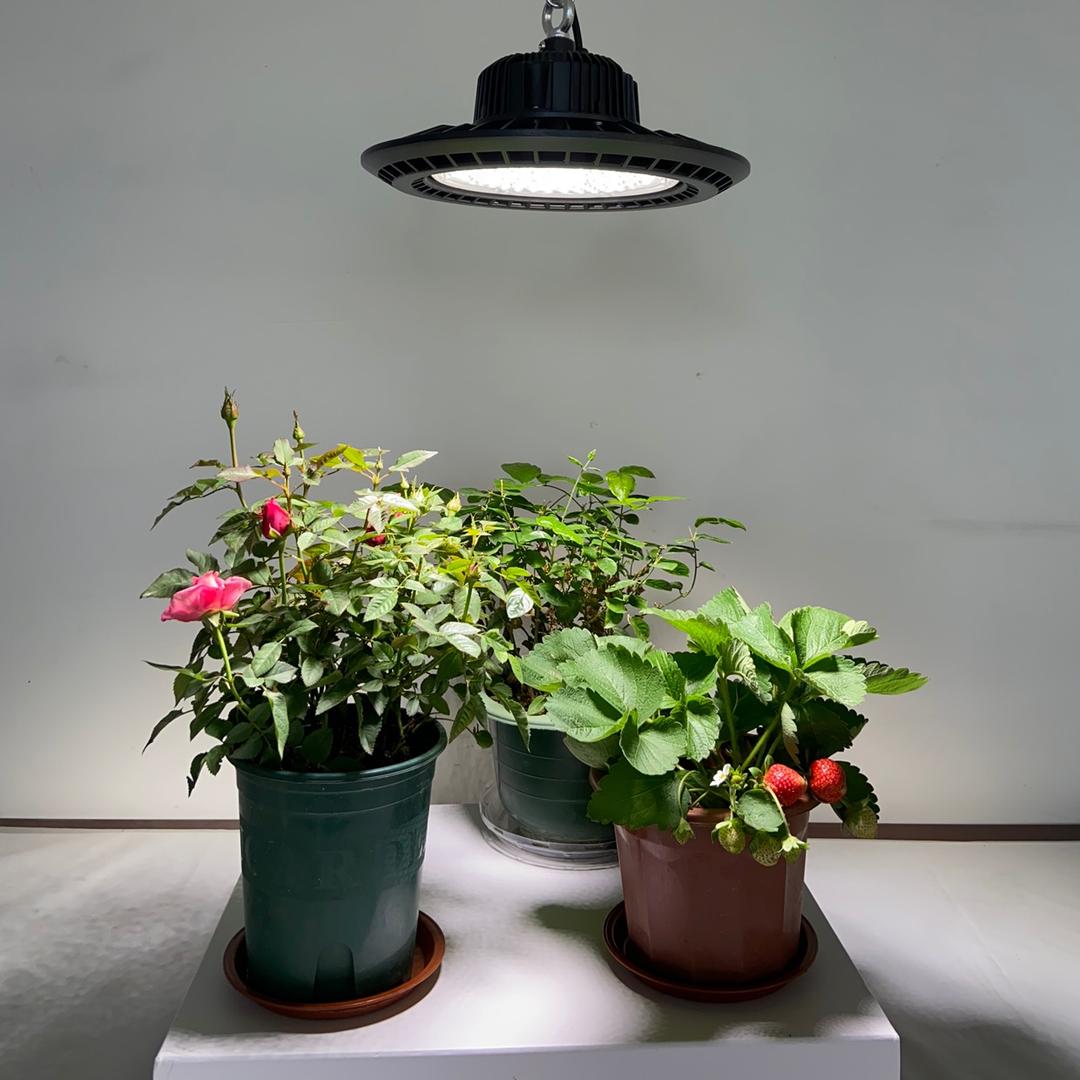 喜浪植物灯