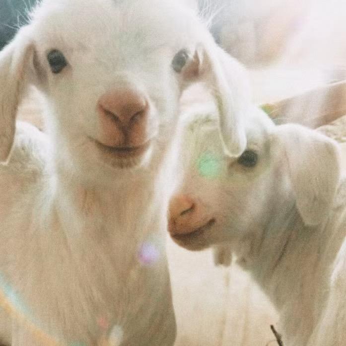 我是一只白色羊羊