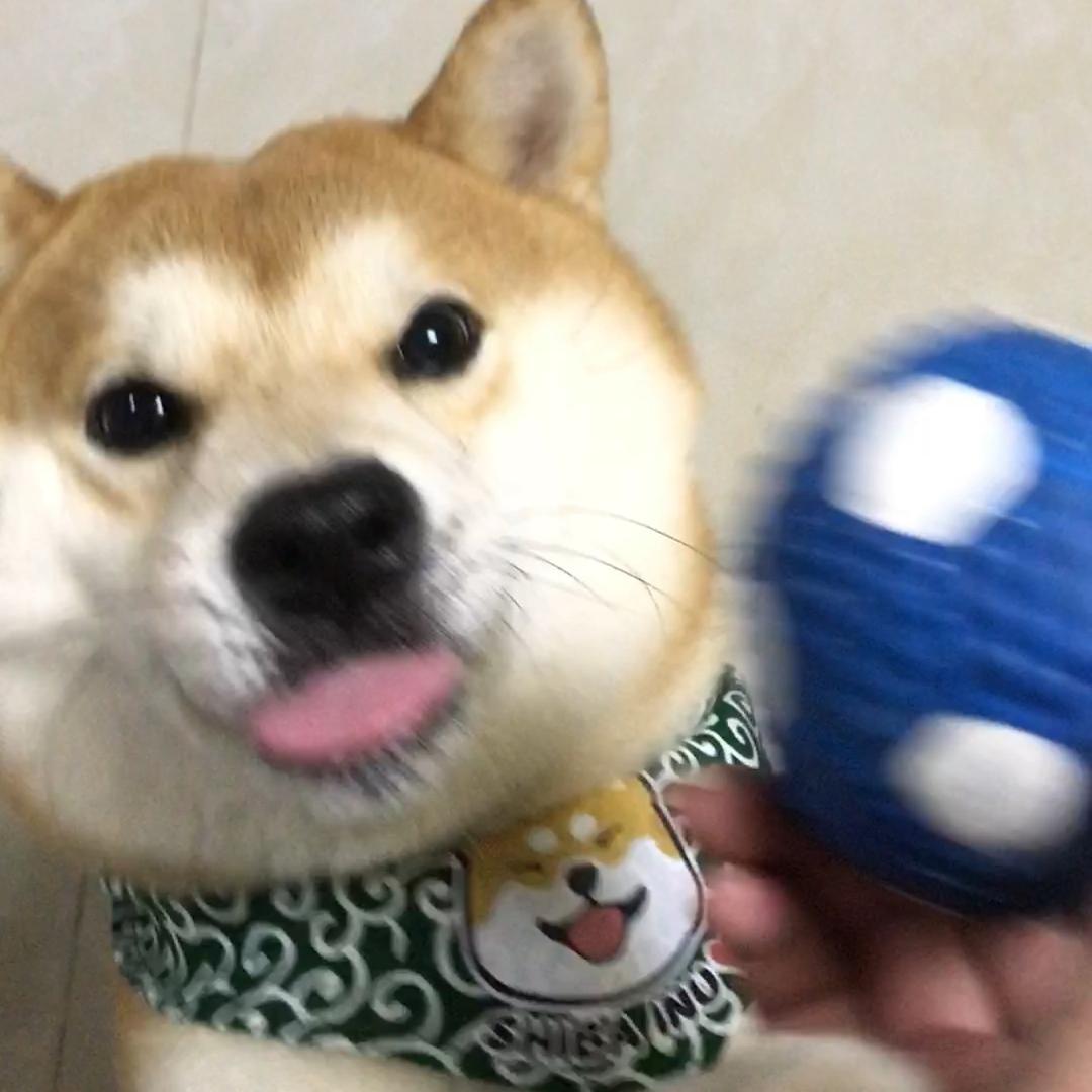 柴犬八一