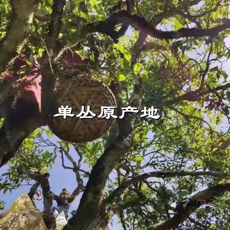元枞壹味～瑛姐单丛茶产地直销