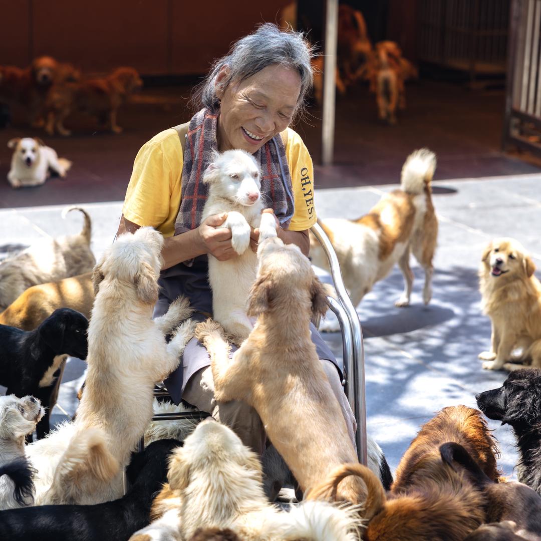 杨小凤流浪狗乐园