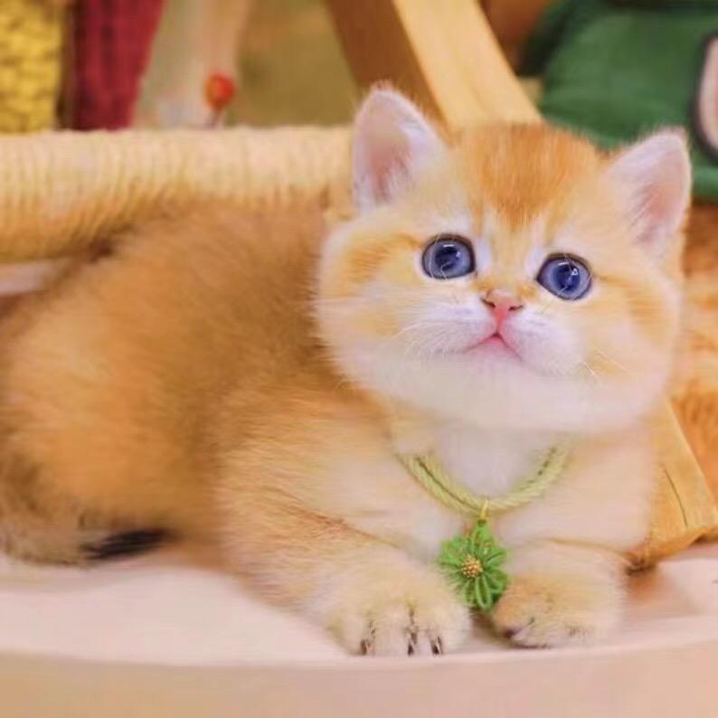 宠爱e森宠物店（莆田接寄养洗护）