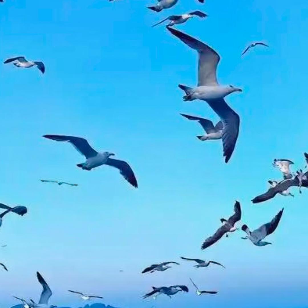飞向蓝天