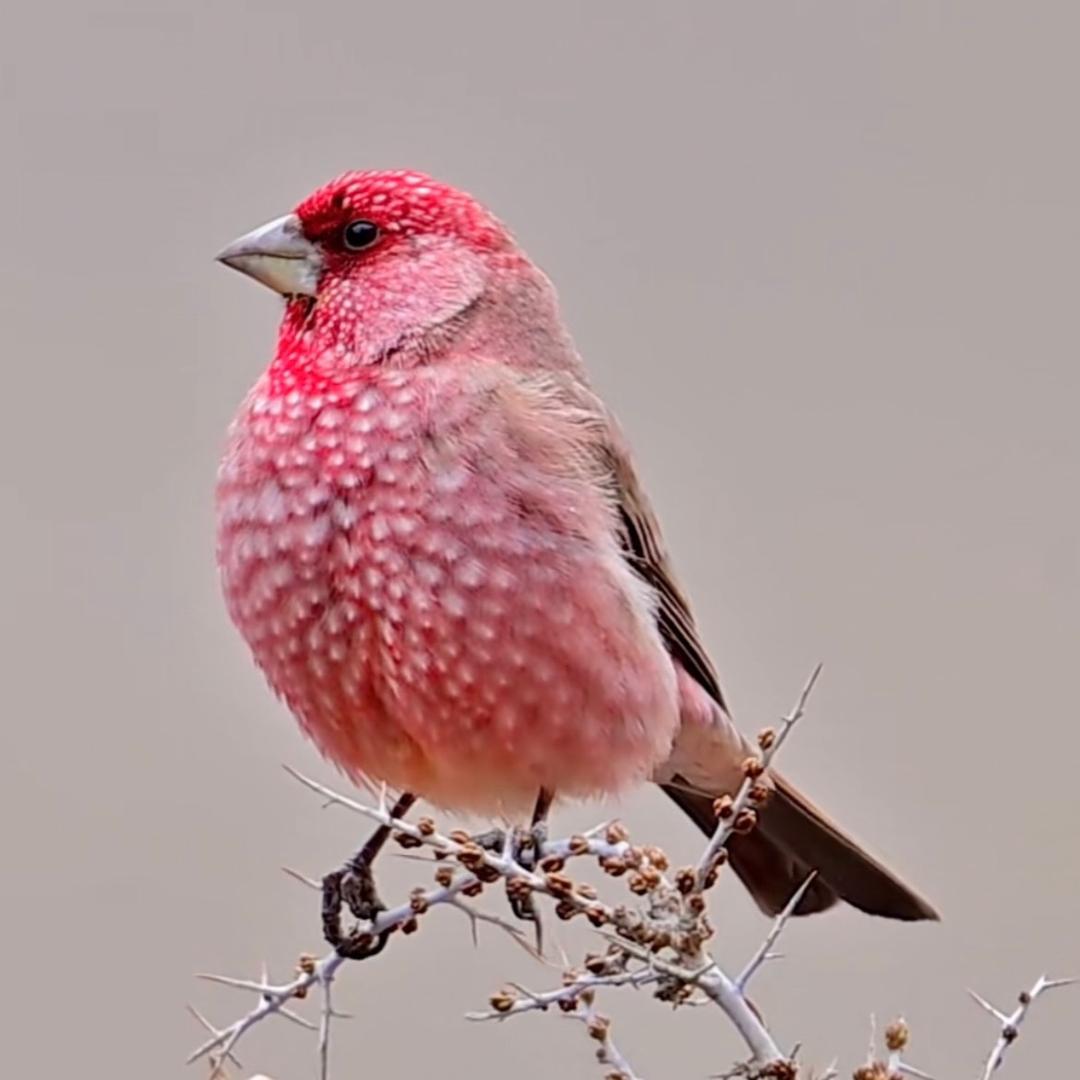 种花家的小兔子