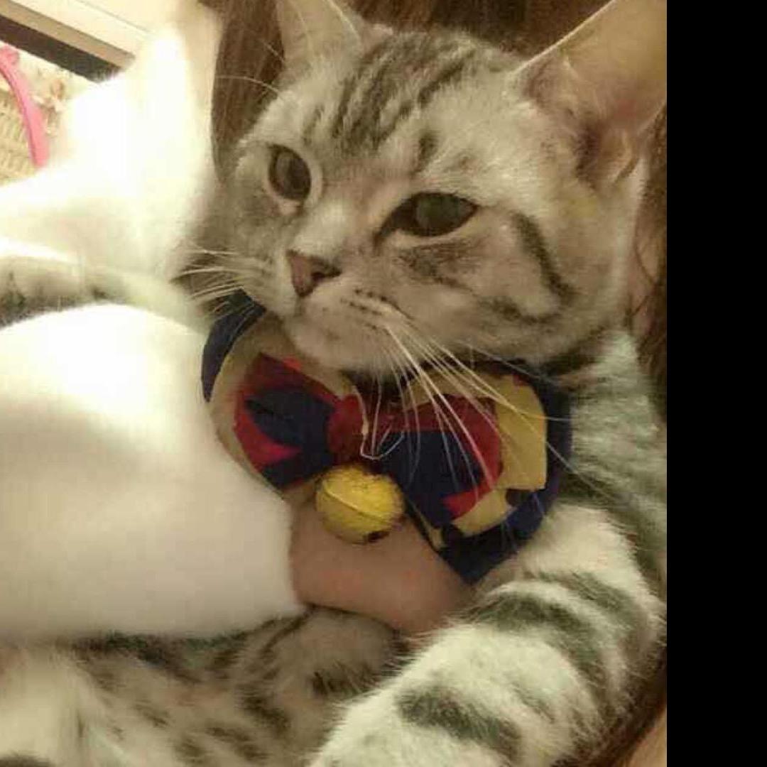 梓猫