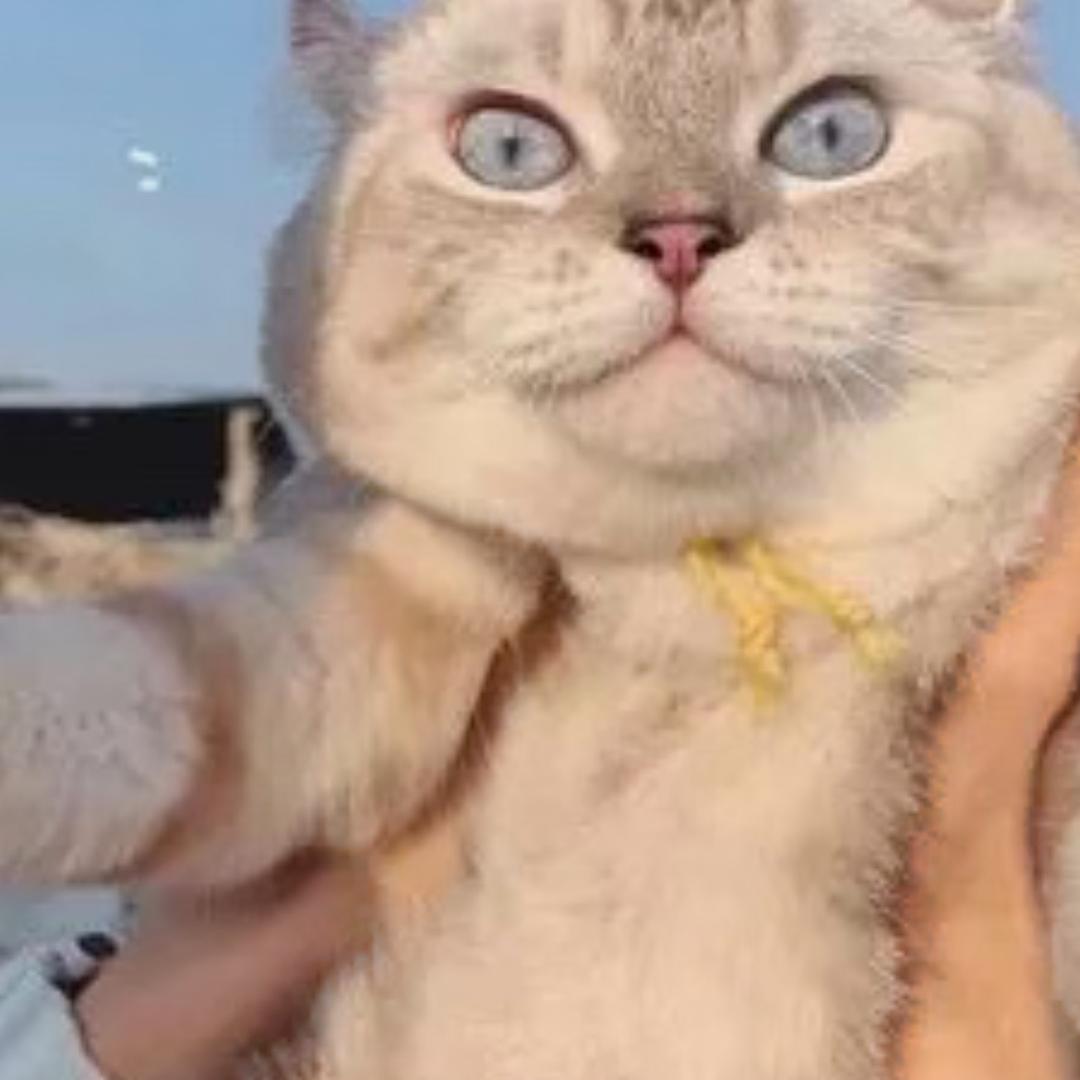 小袅