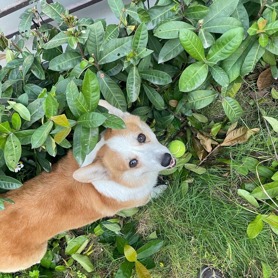 得偿所愿