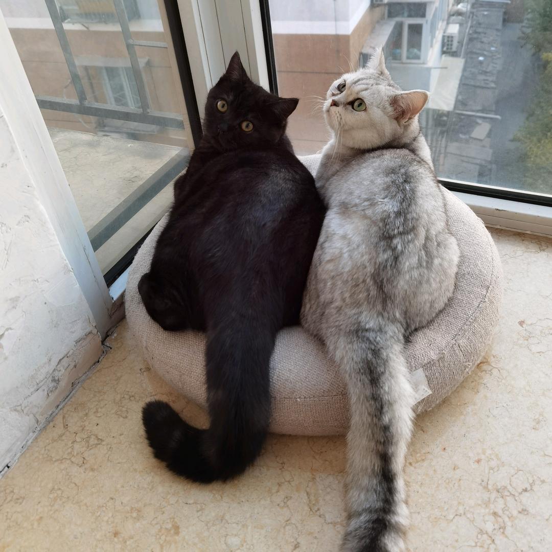 猫先生