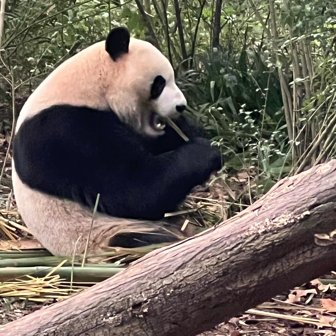 筱何