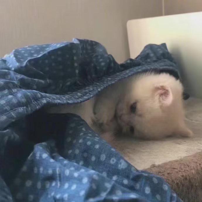 猫猫ppt