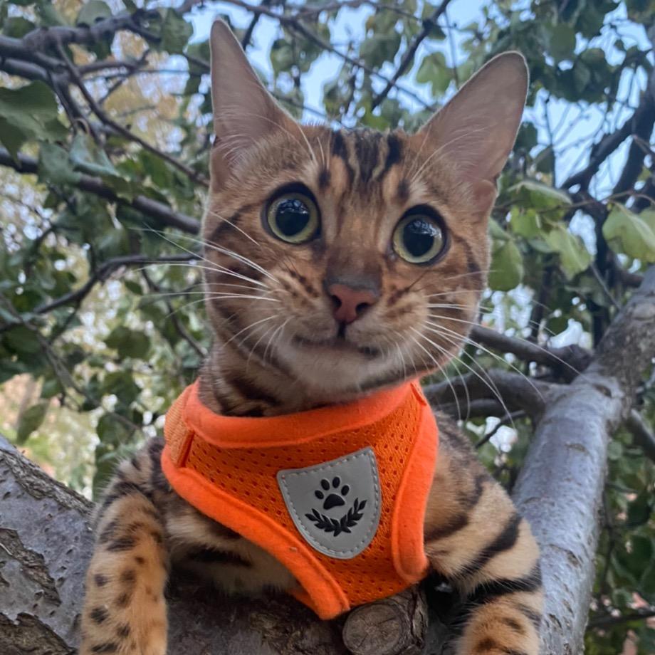 豹猫格格