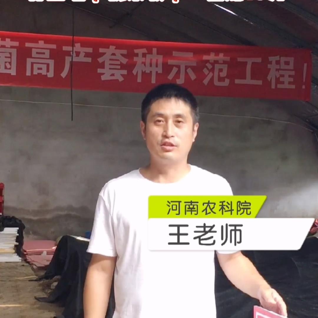 羊肚菌种植王老师