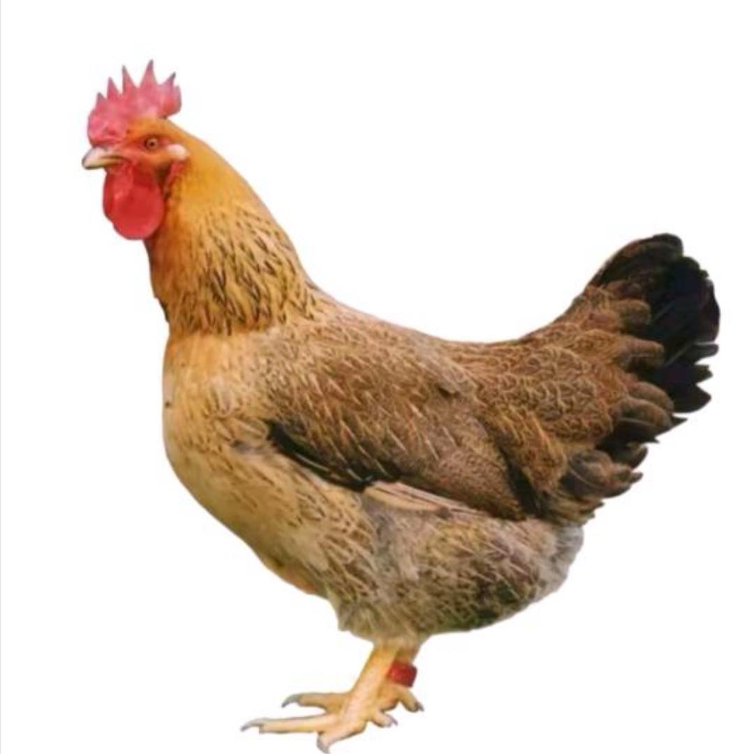 坤霸