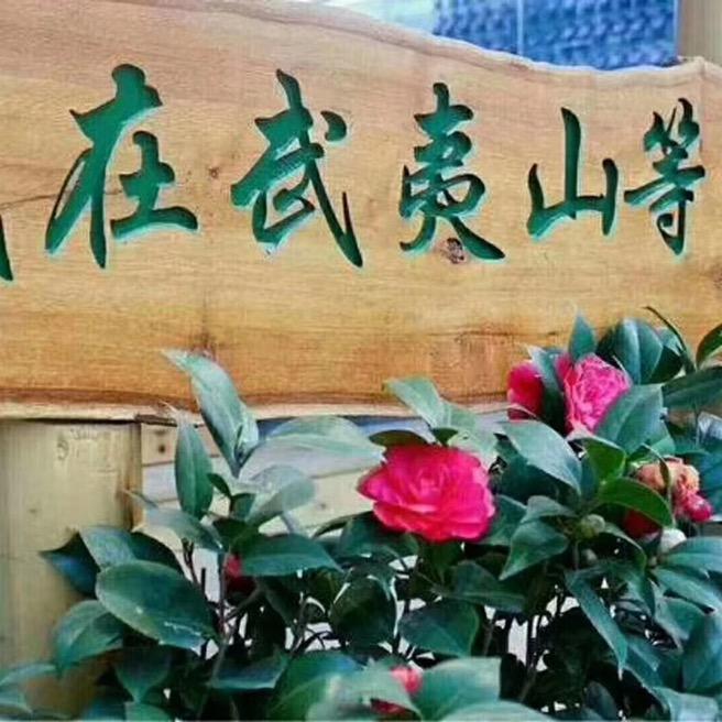 我在武夷山等你