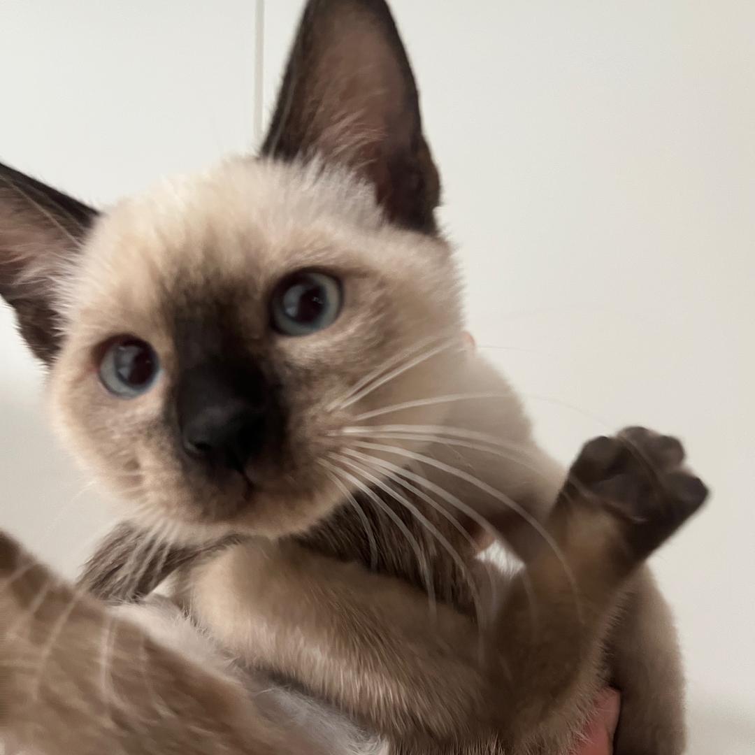 仙草（仙界校草）