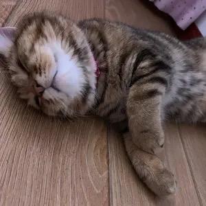 爱喵爱剪辑@抖音