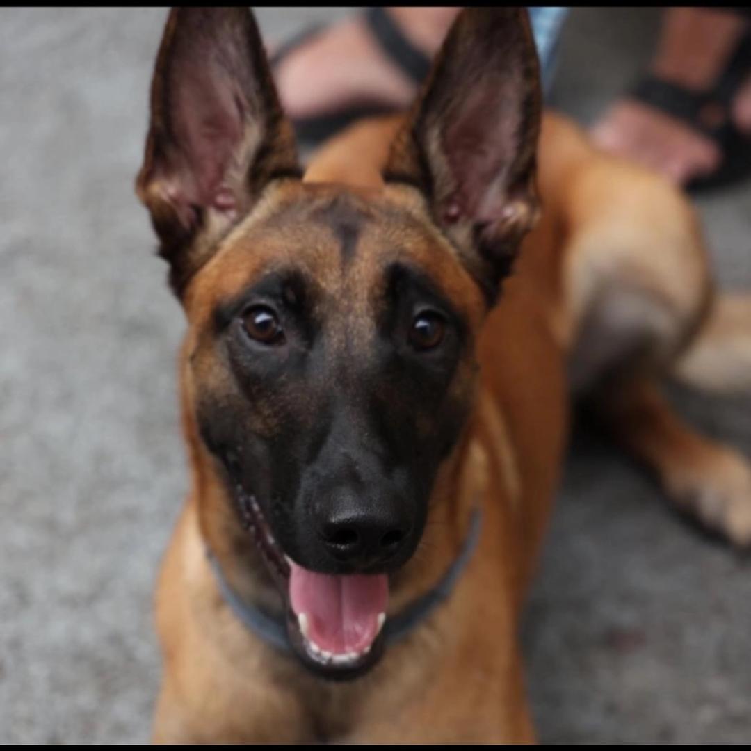 马犬威廉